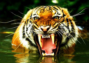 Gueule du Tigre Gueule du Tigre