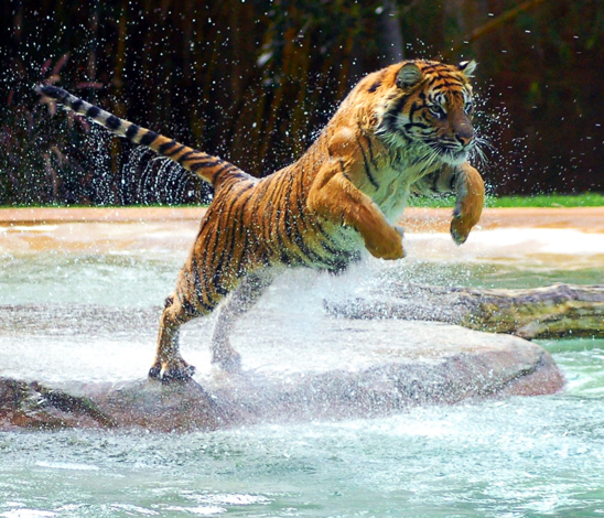 Tigre bondissant Tigre bondissant