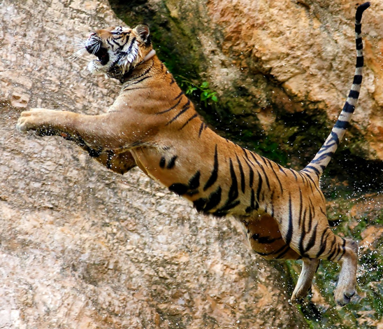 Tigre bondissant Tigre bondissant