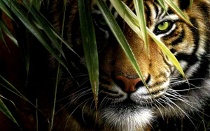 Le Qi Gong du Tigre Le Qi Gong du Tigre