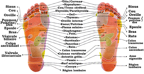 Réflexologie plantaire